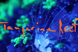 [New Album] Animal Collective &  Coral Morphologic – Tangerine Reef